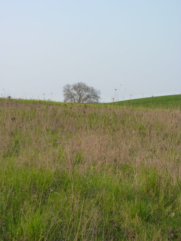 Silhouette d'arbre au loin dans le creux entre deux pentes de champs