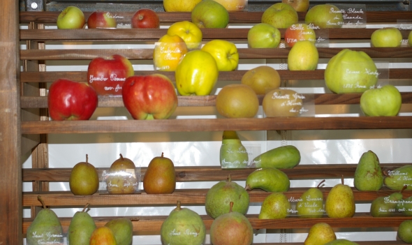 Pommes et poires égrenées sur une clayette