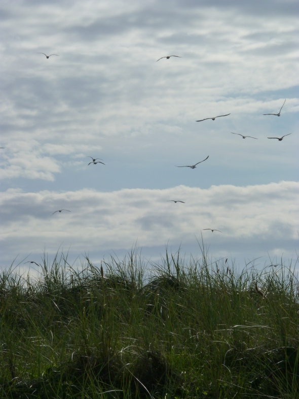 ligne d'horizon herbue et oiseaux dans le ciel